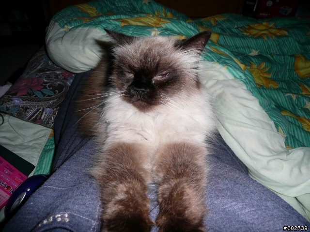 長得像猴子的喵咪