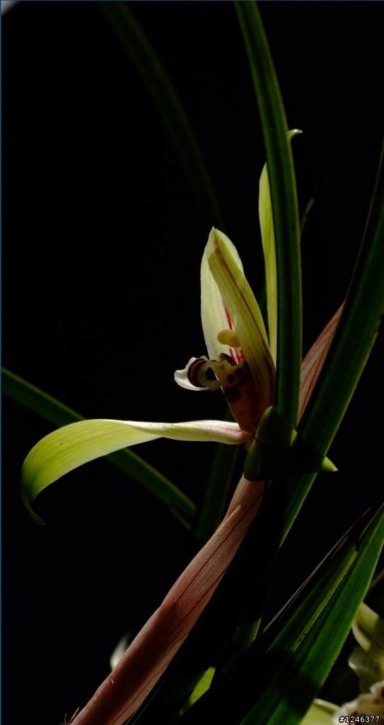 用fuji9600拍的兰花～～兰花