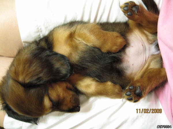 我養長毛臘腸了~