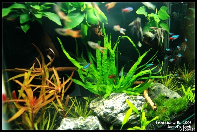 終於設缸了  分享我的1.5呎小草缸
