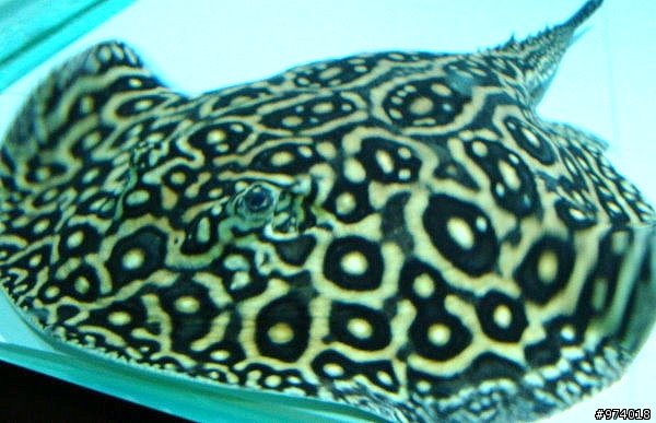 ～．新入的寵物魚．新增 15 樓生小寶寶的喜悅分享．～