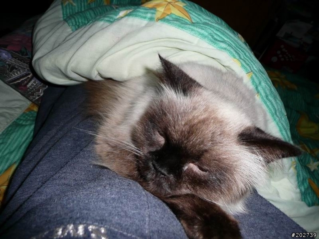 長得像猴子的喵咪