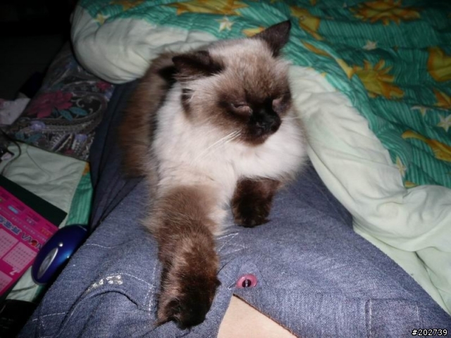 長得像猴子的喵咪