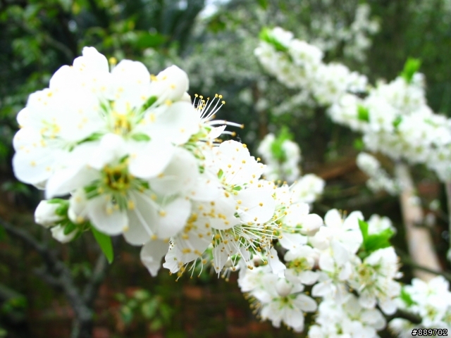 戀戀芝鶯趴吐