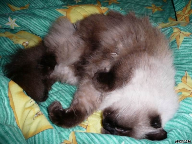 長得像猴子的喵咪