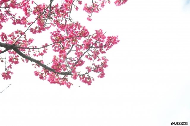 春天何時來~~園區櫻花新手拍(傷眼)