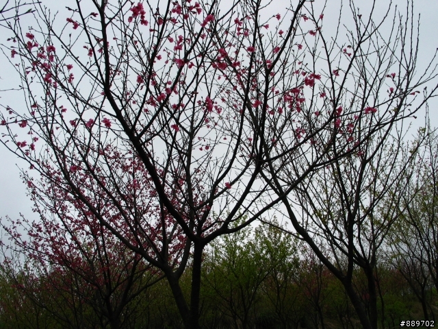 戀戀芝鶯趴吐