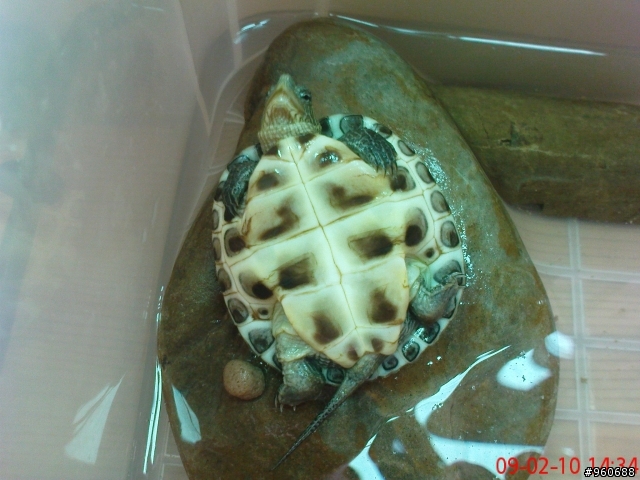 請龜龜達人幫我看看這是什麼龜仔或鱉仔?