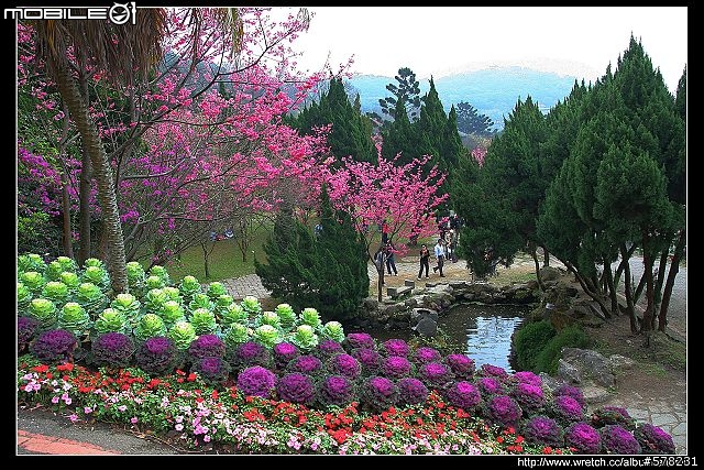 2009陽明山櫻花季