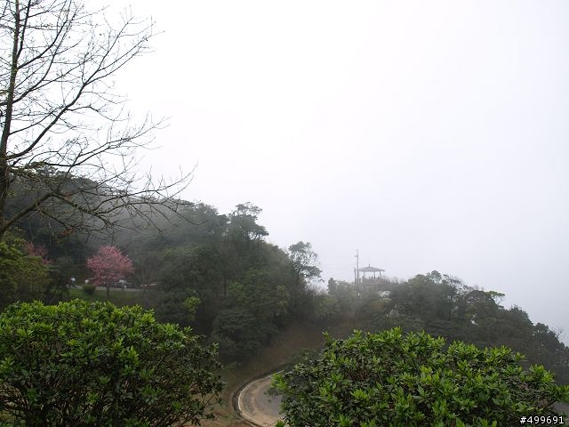 Kit 照櫻花