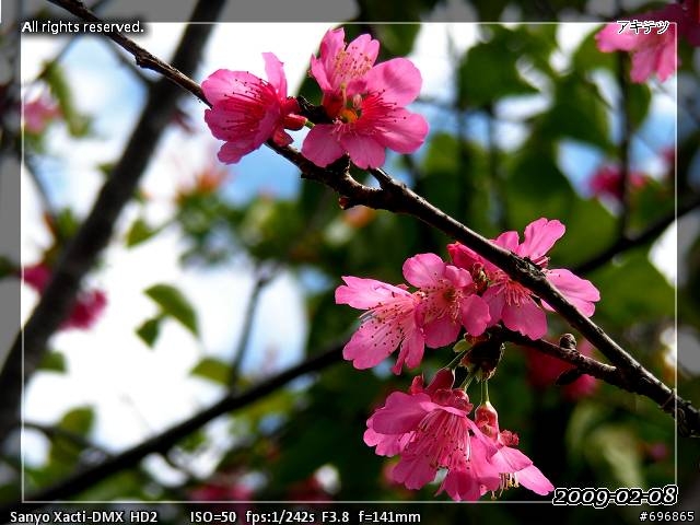來貼圖吧！2009 櫻 ~
