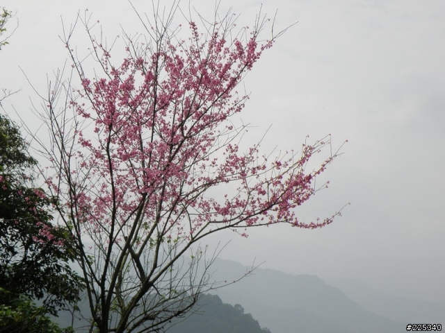 2009  櫻花季