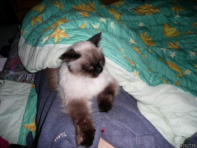 長得像猴子的喵咪