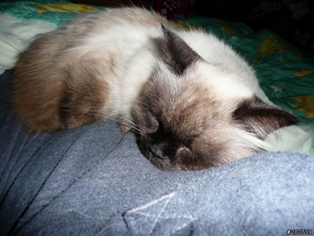 長得像猴子的喵咪