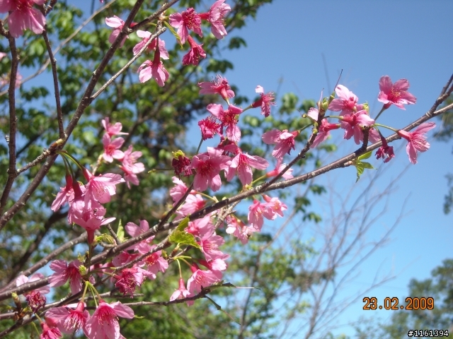 和阿禮櫻花的約定...人氣858回應1個耶
