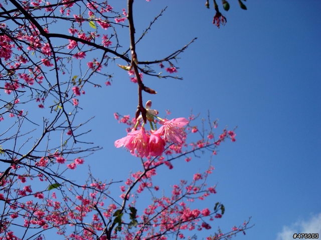 中正山櫻花快報................攝郎們請注意.....