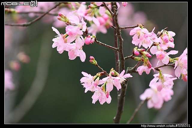 2009陽明山櫻花季