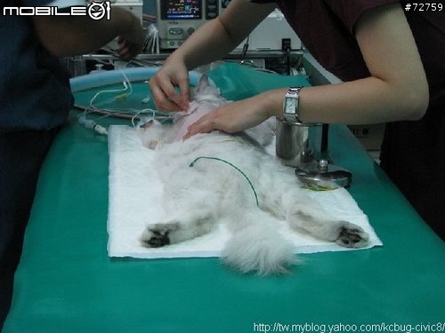 Nini與惡性腫瘤奮鬥過程全記錄(5/23更新-完結篇 詳情請看第一頁)