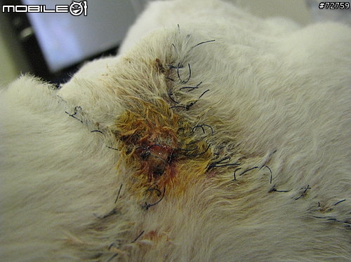 Nini與惡性腫瘤奮鬥過程全記錄(5/23更新-完結篇 詳情請看第一頁)