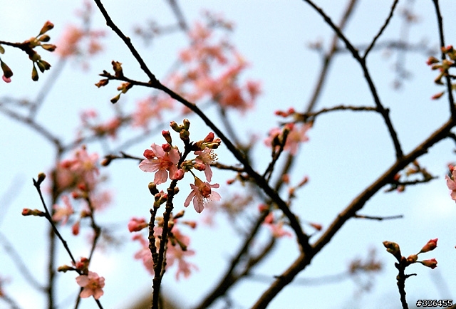 三板橋賞櫻花 [探路兼拍照,有天元宮的花況]