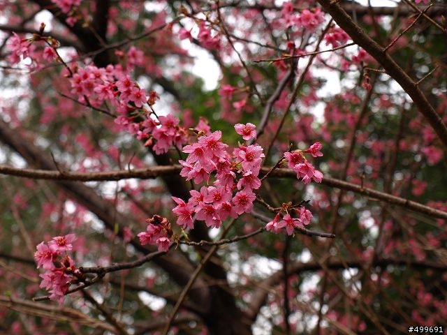 Kit 照櫻花