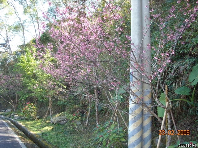 和阿禮櫻花的約定...人氣858回應1個耶
