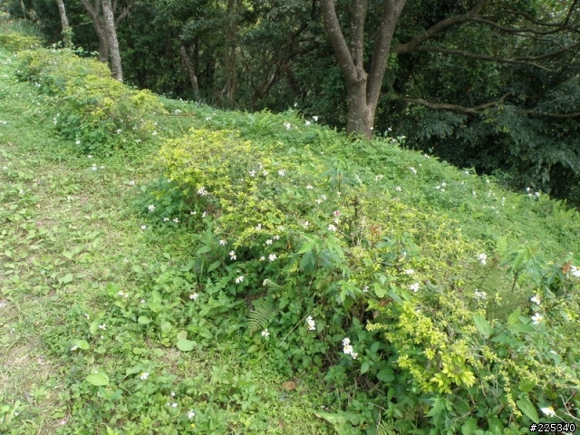 2009  櫻花季