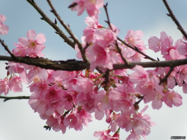 2009  櫻花季
