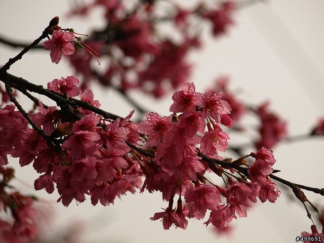 Kit 照櫻花