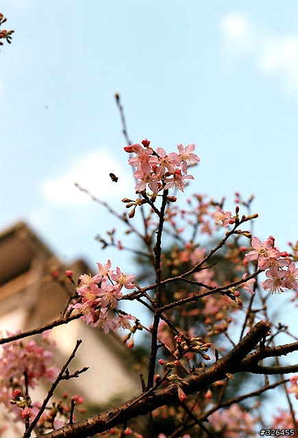 三板橋賞櫻花 [探路兼拍照,有天元宮的花況]