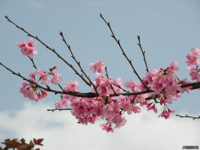 2009  櫻花季