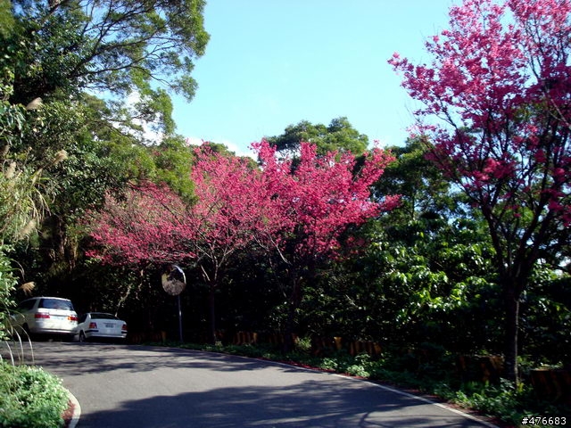 中正山櫻花快報................攝郎們請注意.....