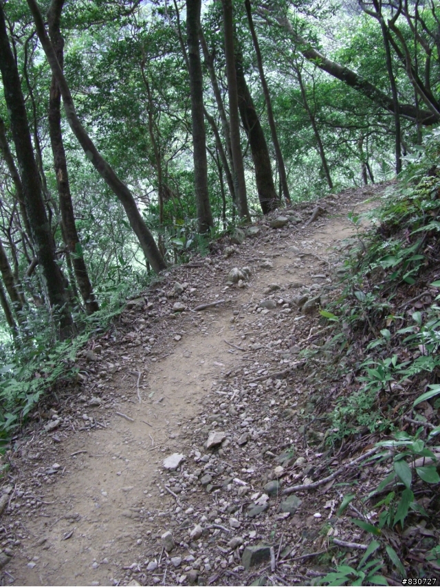 東眼山越嶺完全攻略＋意外的賞櫻之旅
