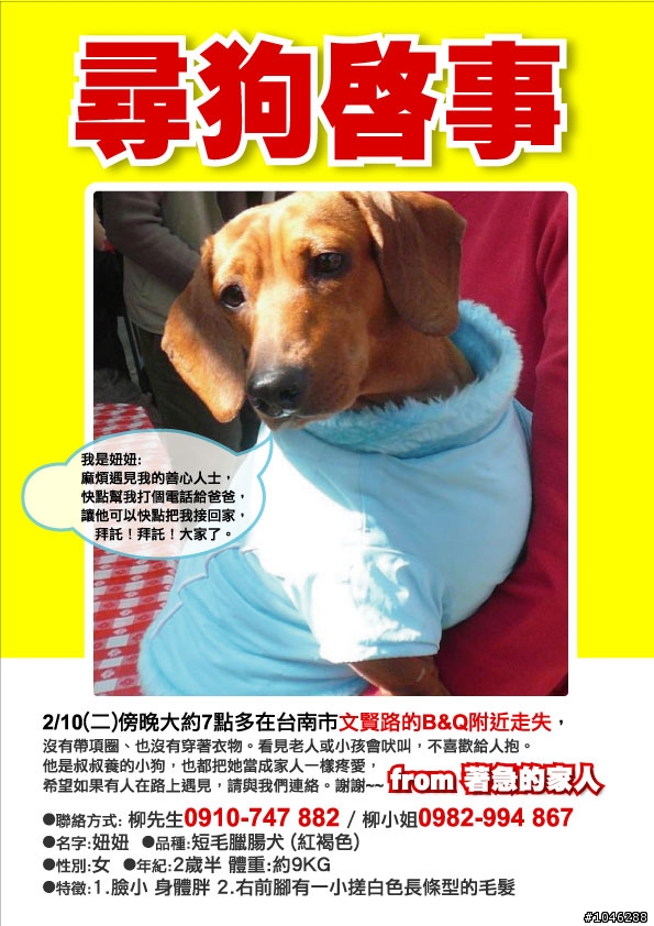 "協尋"2/10傍晚台南市走失的紅褐色短毛臘腸~急