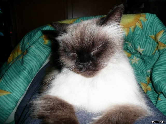 長得像猴子的喵咪