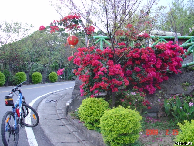 北投賞櫻花、花沒開之新路線~小楊桃路線(1)
