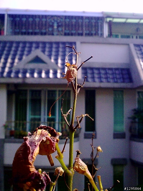 我也來分享5800拍的照片..