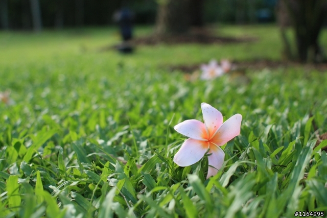 450D终于买了，28mm f/1.8也买了，发一些最新拍的...