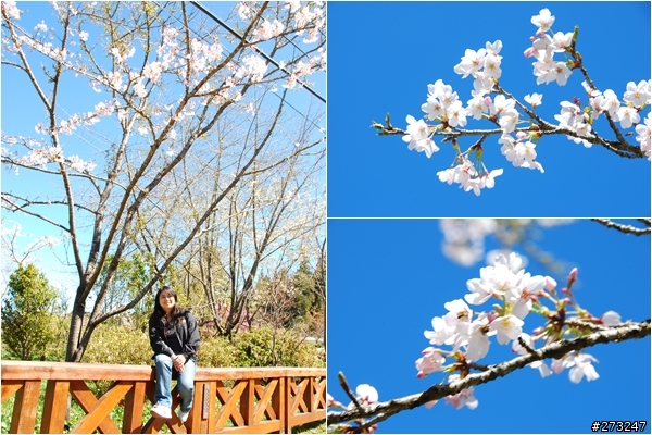 櫻櫻美代子去阿里山尋找日出東方的感動啪啪夠之旅@09-0316