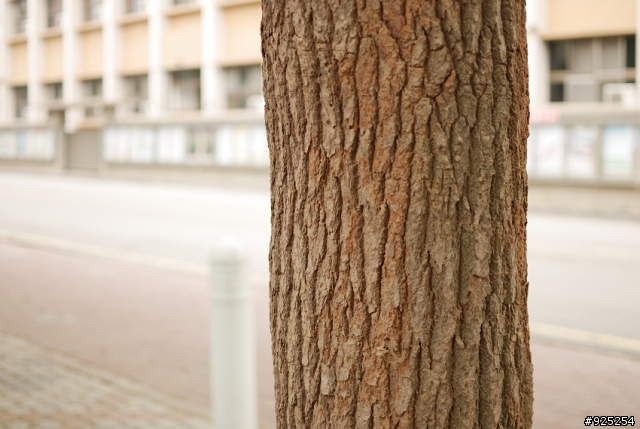 DX系的強心針---Nikon 35mm F1.8 DX--使用心得