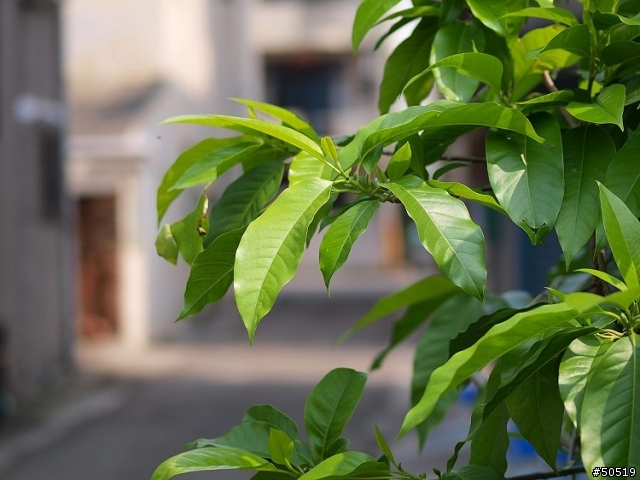 敗了首顆"50mm -F2.0"定焦鏡