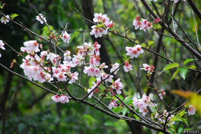 一個人的旅行～陽明山花季<圖多>待續.....