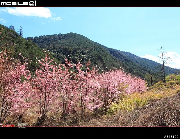 三月櫻花大滿貫