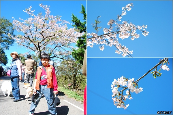 櫻櫻美代子去阿里山尋找日出東方的感動啪啪夠之旅@09-0316