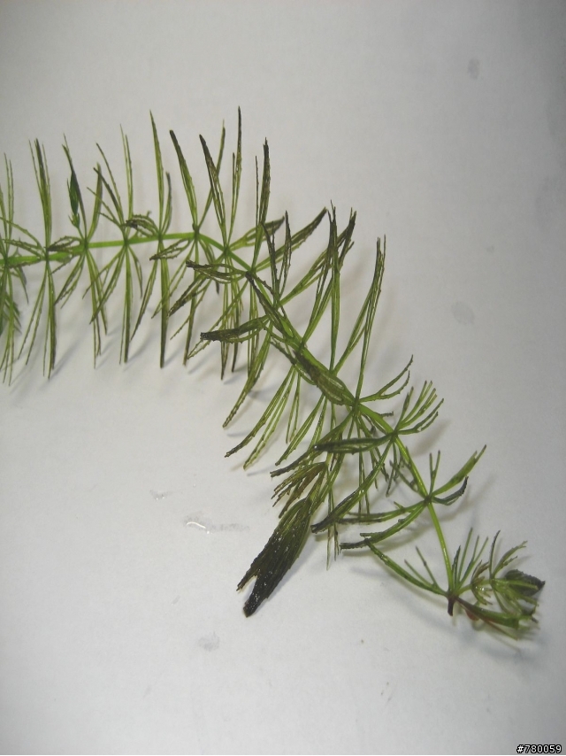 孔雀魚一次暴斃一半??怎麼會勒