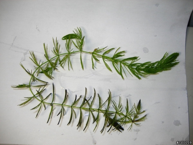 孔雀魚一次暴斃一半??怎麼會勒