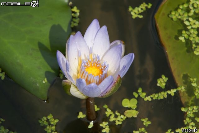 【開箱】"3/27再更新"追焦"『糊』了-自摸"大三元"70-200 F2.8 G