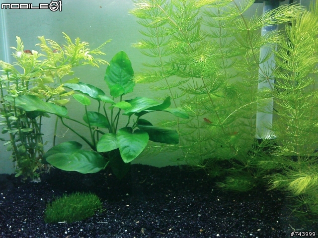 [請益] 新手小草缸..