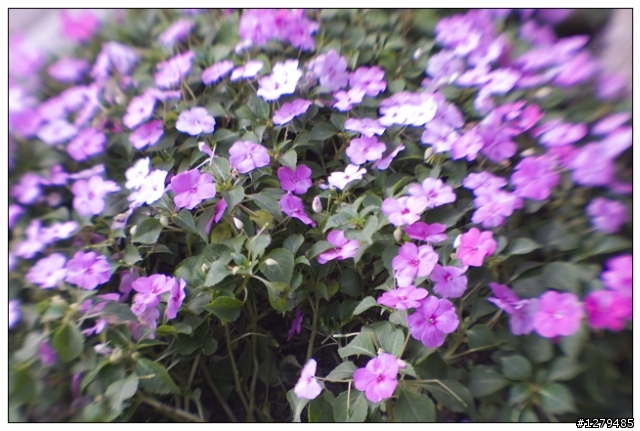 LENSBABY之鏡頭三兄弟