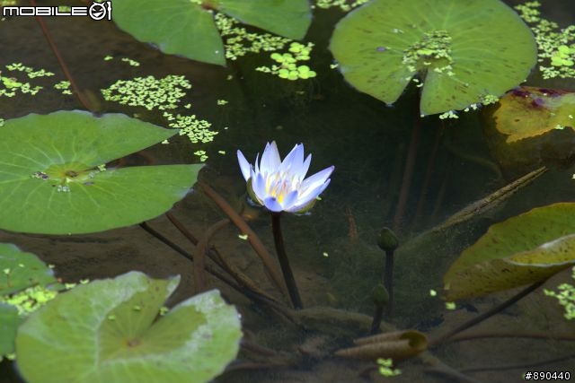 【開箱】"3/27再更新"追焦"『糊』了-自摸"大三元"70-200 F2.8 G
